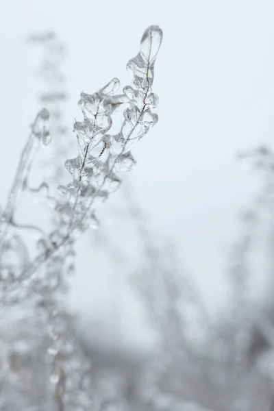 Planten Ijs Glazuur Buiten Winterdag Close Ruimte Voor Tekst — Stockfoto