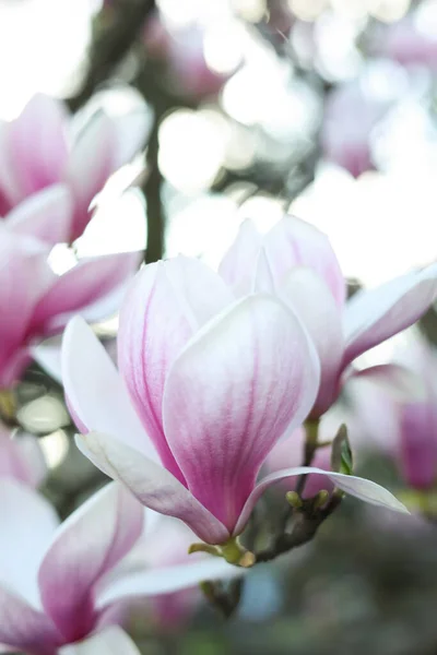 Magnolia Strom Krásnou Květinou Venku Detailní Záběr Úžasné Jarní Květy — Stock fotografie