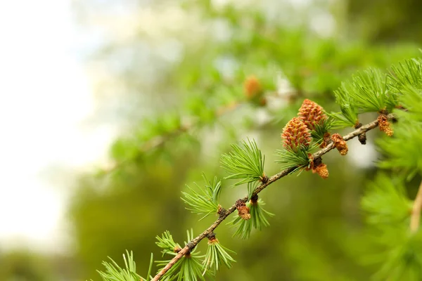 Dennenboom Tak Met Kleine Kegels Tegen Wazige Achtergrond Close Ruimte — Stockfoto