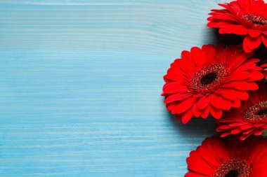 Açık mavi ahşap arka planda güzel, parlak Gerbera çiçekleri, üst manzara. Metin için boşluk