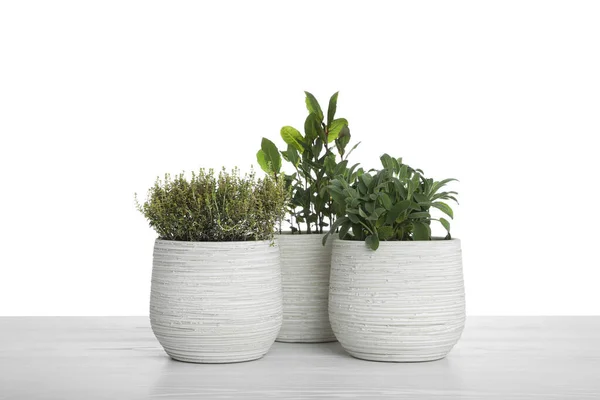 Pots Thyme Bay Sage Table White Background — Fotografia de Stock
