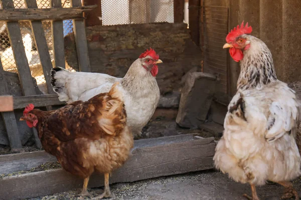 Πολλές Όμορφες Κότες Κοντά Τροφοδότη Στην Αυλή Κατοικίδια Ζώα — Φωτογραφία Αρχείου