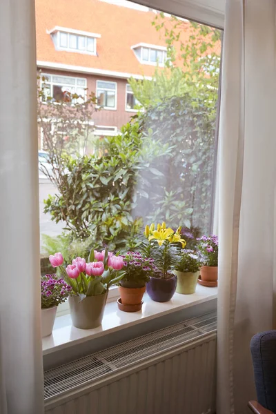 Många Vackra Blommande Krukväxter Fönsterbrädan Inomhus — Stockfoto