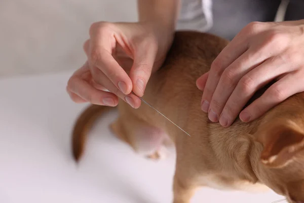 Weterynaryjne Trzymanie Igły Akupunkturowej Blisko Szyi Psa Zbliżenie Leczenie Zwierząt — Zdjęcie stockowe