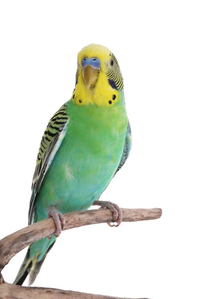 Krásný Papoušek Usazený Větvi Bílém Pozadí Exotický Mazlíček — Stock fotografie