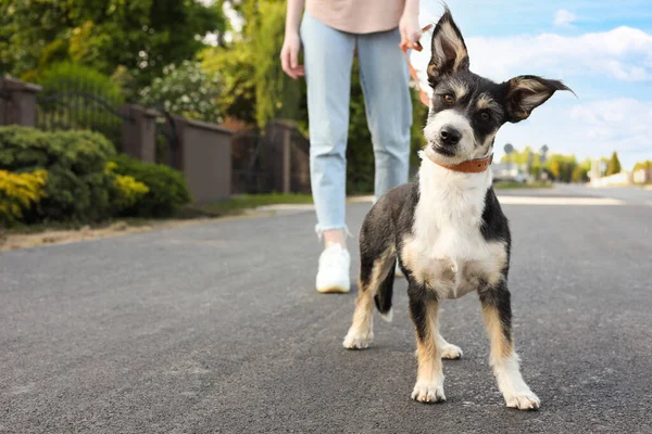 Şehir caddesinde sevimli köpeğini gezdiren bir kadın, yakın plan. Metin için boşluk