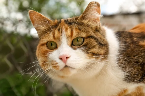 美しい目でかわいいふわふわの猫屋外 クローズアップ — ストック写真
