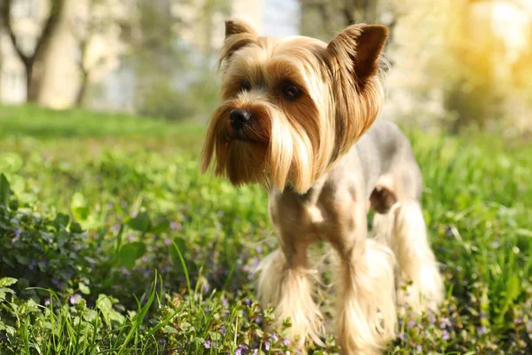 Terrier Carino Yorkshire Parco Nella Soleggiata Giornata Primaverile — Foto Stock