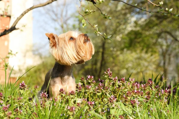 Terrier Carino Yorkshire Tra Bellissimi Fiori Selvatici Nel Parco Nella — Foto Stock