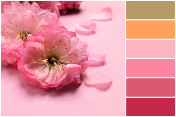 Color Palette Beautiful Sakura Tree Blossoms Pink Background Closeup Collage — Stock Photo, Image