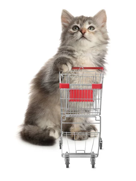 Gatinho Bonito Carrinho Compras Fundo Branco — Fotografia de Stock