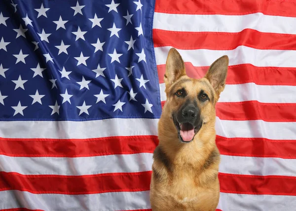 Очаровательная Собака Против Национального Флага Соединенных Штатов Америки — стоковое фото