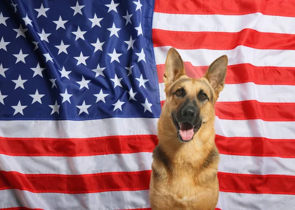 Adorable Chien Contre Drapeau National Des États Unis Amérique — Photo