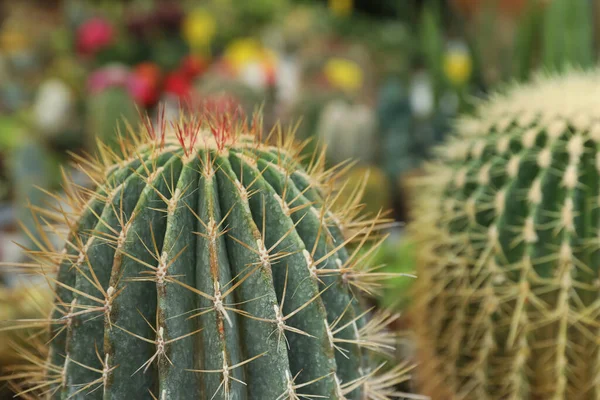 Vista Primer Plano Bellos Cactus Sobre Fondo Borroso — Foto de Stock
