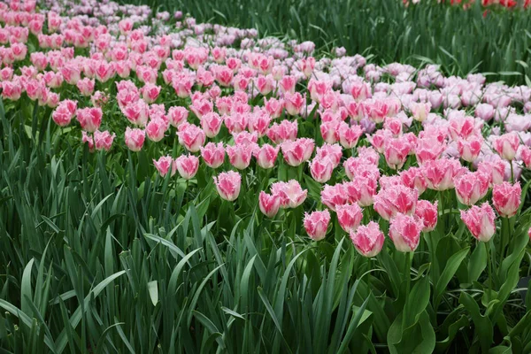 Muitas Belas Flores Tulipa Crescendo Livre Temporada Primavera — Fotografia de Stock