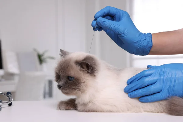 Veterinary Holding Acupuncture Needle Cat Head Clinic Closeup Animal Treatment — Stock Photo, Image