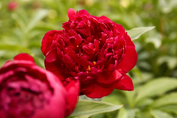 Piękny Kwitnący Bordowy Piwonia Krzakach Zewnątrz Zbliżenie — Zdjęcie stockowe