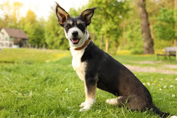Söt Hund Med Koppel Sitter Grönt Gräs Parken — Stockfoto