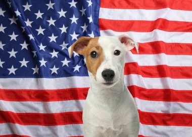 Amerika Birleşik Devletleri bayrağına karşı sevimli bir köpek.