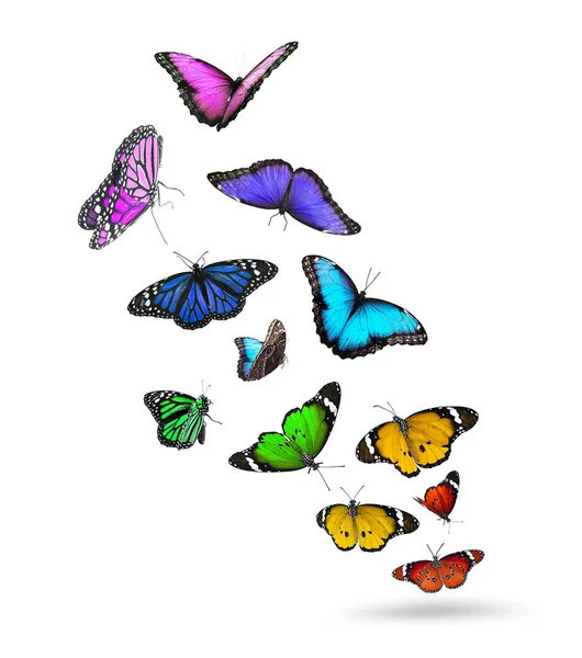Viele Schöne Fliegende Bunte Schmetterlinge Auf Weißem Hintergrund — Stockfoto