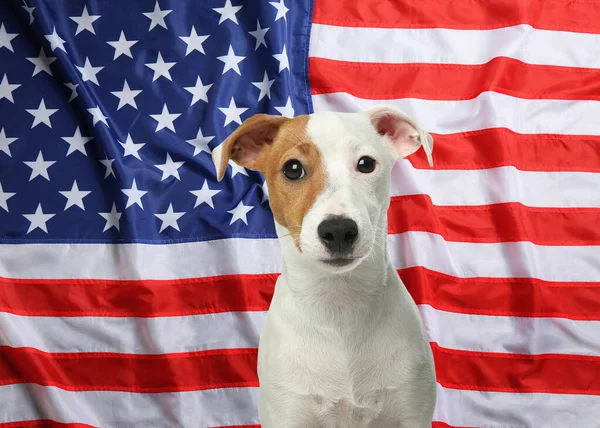 アメリカ合衆国の国旗に対する愛らしい犬 — ストック写真