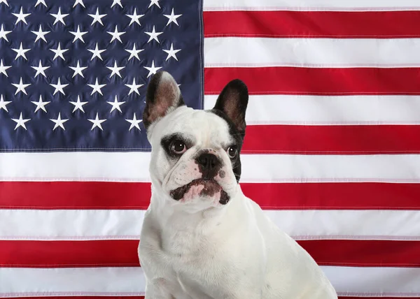 アメリカ合衆国の国旗に対する愛らしい犬 — ストック写真