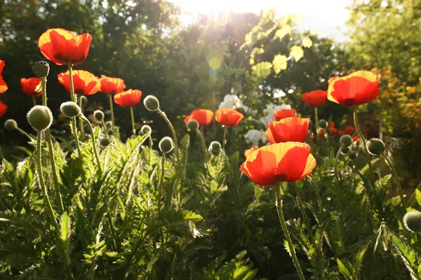 Piękny Czerwony Mak Kwiaty Zewnątrz Słoneczny Dzień — Zdjęcie stockowe
