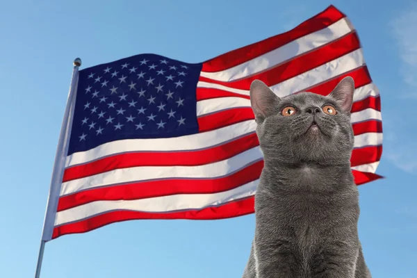 Χαριτωμένο Γάτα Και Την Εθνική Σημαία Των Ηνωμένων Πολιτειών Της — Φωτογραφία Αρχείου