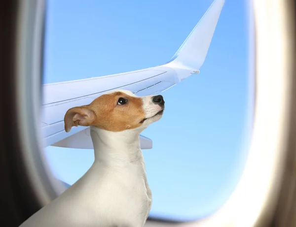 Travelling with pet. Cute Jack Russel Terrier dog near window in airplane