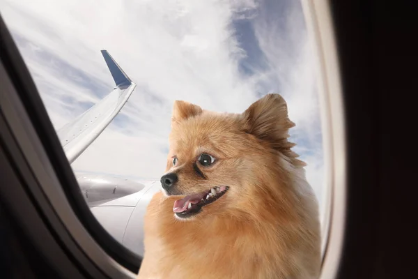 Travelling with pet. Cute fluffy little dog near window in airplane