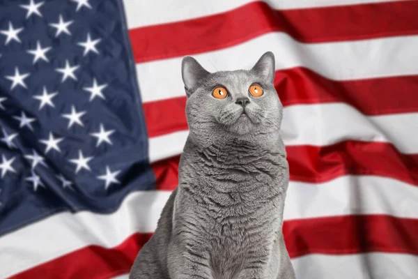 Cute cat against national flag of United States of America