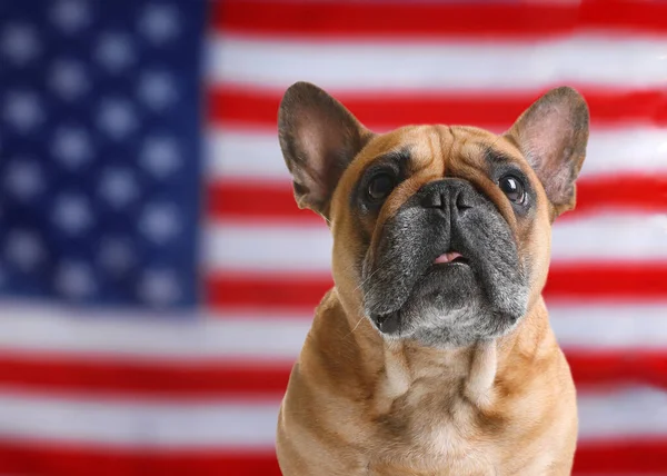 Αξιολάτρευτο Σκυλί Ενάντια Στην Εθνική Σημαία Των Ηνωμένων Πολιτειών Της — Φωτογραφία Αρχείου