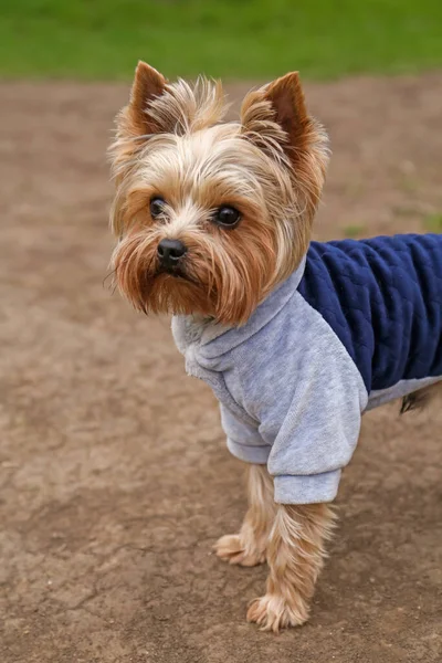 Adorable Yorkshire Terrier Outdoors Spring Day — Stock Photo, Image