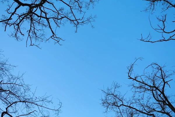 Δέντρα Κατά Του Γαλάζιου Ουρανού Θέα Από Κάτω — Φωτογραφία Αρχείου