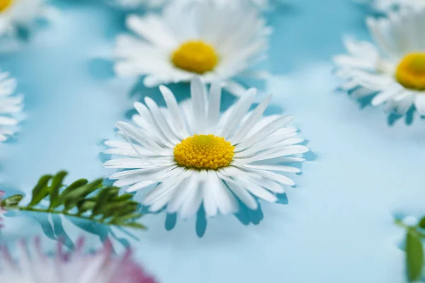Красиві Ромашкові Квіти Плавають Воді Крупним Планом — стокове фото