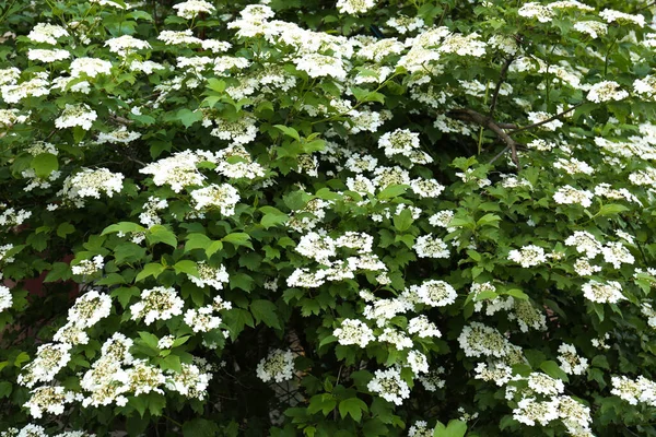 户外开着白花的美丽的柏树灌木 — 图库照片