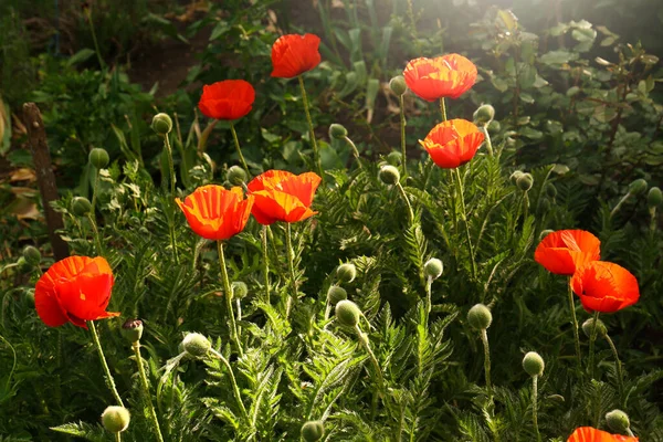 Hermosas Flores Amapola Roja Aire Libre Día Soleado — Foto de Stock