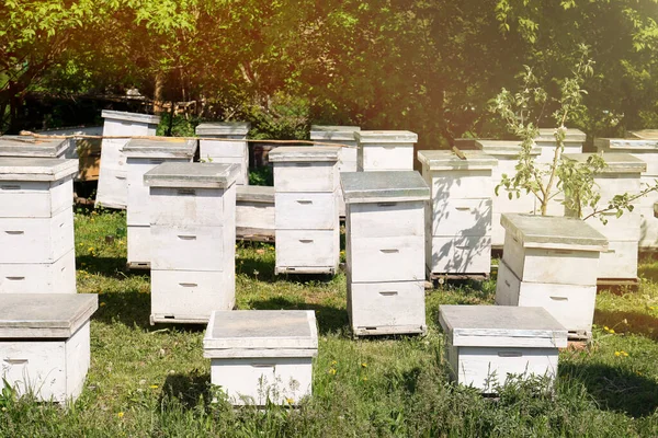 Many White Bee Hives Apiary Spring Day — Stock Photo, Image