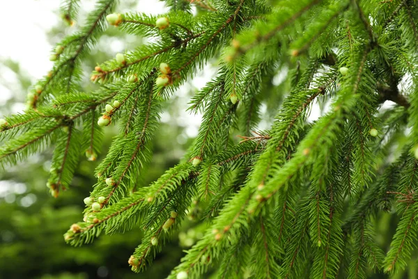 Güzel Kozalaklı Ağaçların Yeşil Dalları Açık Havada Küçük Koniler Yakın — Stok fotoğraf