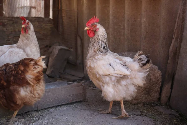 Sok Gyönyörű Tyúk Udvaron Etető Közelében Háziállatok — Stock Fotó