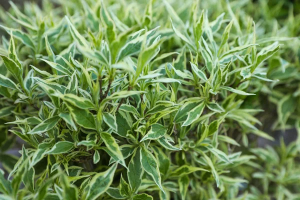 Όμορφο Φυτό Diervilla Sessilifolia Πράσινα Φύλλα Κοντινό Πλάνο Εποχή Κηπουρικής — Φωτογραφία Αρχείου