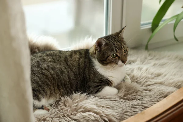 Gato Bonito Tapete Pele Falso Branco Soleira Janela Dentro Casa — Fotografia de Stock