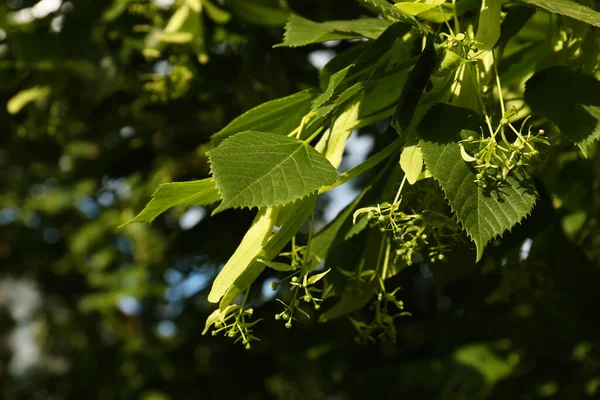 Closeup Άποψη Της Ανθίζοντας Linden Δέντρο Εξωτερικούς Χώρους Την Ηλιόλουστη — Φωτογραφία Αρχείου