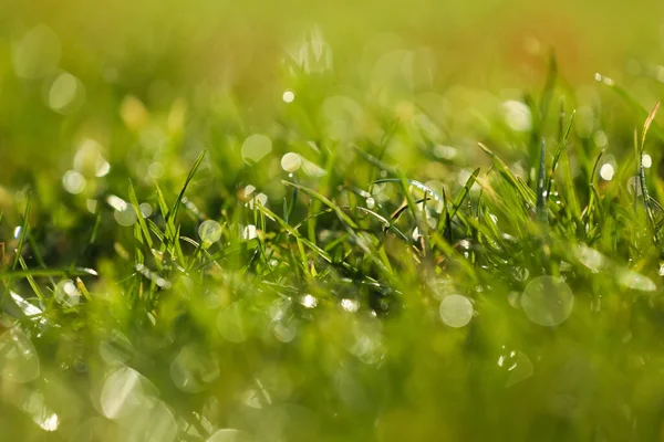 Красива Зелена Трава Росою Хороший Сонячний Ранок Крупним Планом — стокове фото