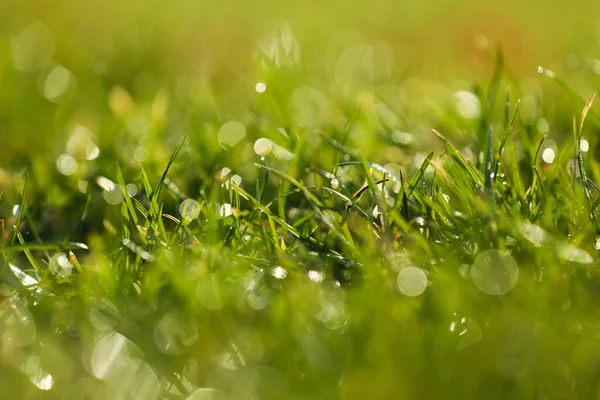 Grama Verde Bonita Com Orvalho Manhã Ensolarada Agradável Close — Fotografia de Stock