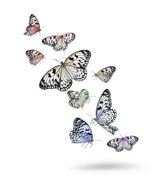 Viele Schöne Reispapier Schmetterlinge Fliegen Auf Weißem Hintergrund — Stockfoto