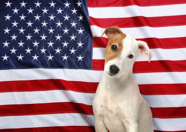 Amerika Birleşik Devletleri bayrağına karşı sevimli bir köpek.