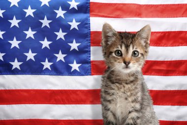 Amerika Birleşik Devletleri bayrağına karşı şirin bir kedi yavrusu.