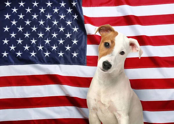 Chien Mignon Contre Drapeau National Des États Unis Amérique — Photo