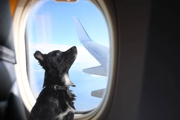 Путешествую Домашним Животным Симпатичная Длинноволосая Собака Окна Самолете — стоковое фото